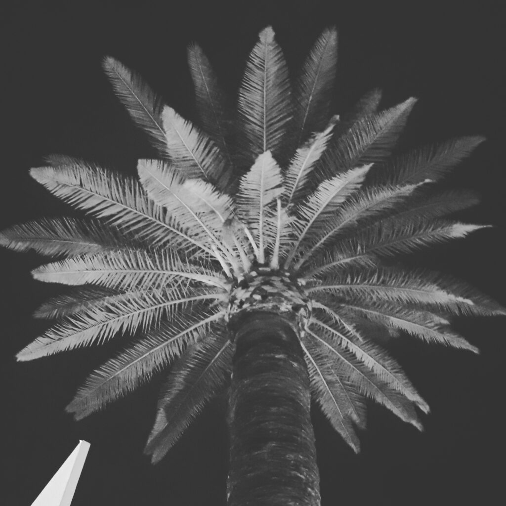 Palmeira / Palm - ZEDE ENG₢