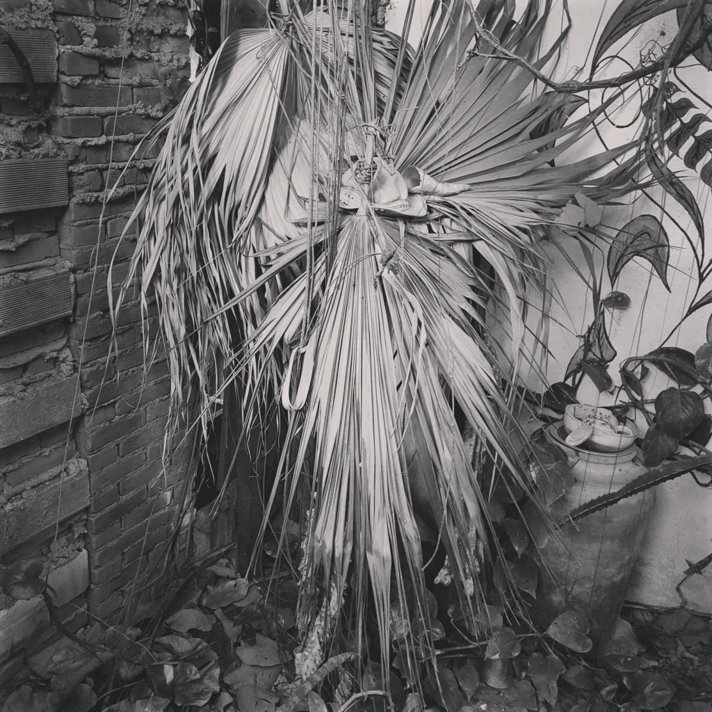 Mato / Bush - ZEDE ENG₢