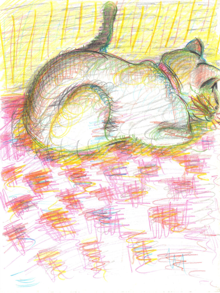 Gato / Cat - ZEDE ENG₢